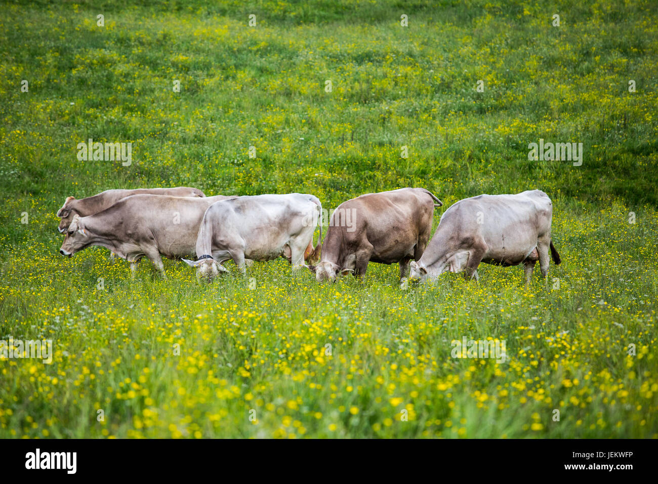 Gruppo di vacche (Svizzera Razza Razza Braunvieh) di pascolare su un prato verde. Foto Stock