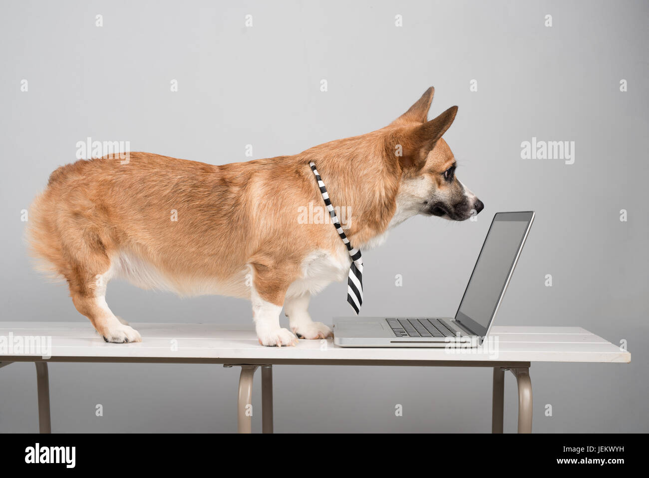 Funny pembroke corgi sito web surfing su laptop Foto Stock