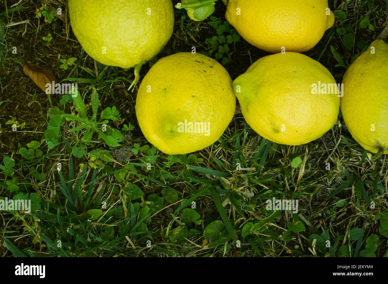 Un havest di nuovo i limoni di erba che sono stati prelevati da un albero di limone in cortile Foto Stock