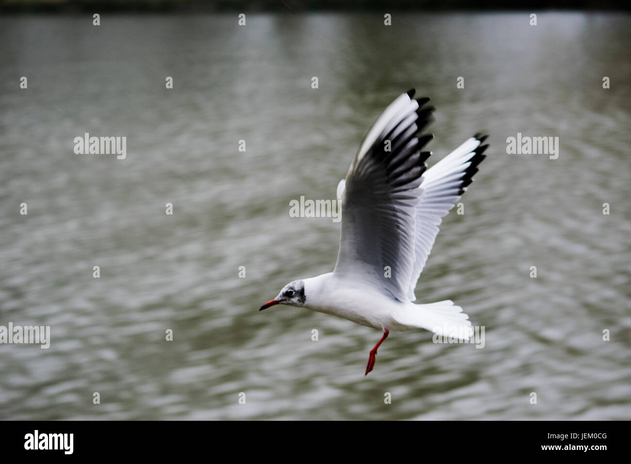 Seagull uccello in volo su un fiume di Longleat. Foto Stock