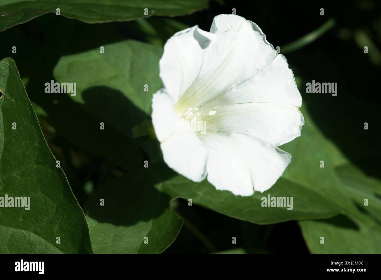 Offset white comuni centinodia britannico fiore con il polline visto entro il centro circondato dal verde delle foglie e fogliame. Foto Stock