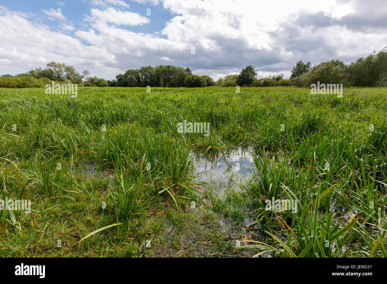 Terreni paludosi in tidal flats in basso a Test Valley vicino a Redbridge, Totton e la Ealing come il fiume estuario di prova entra in acqua di Southampton, Hampshire Foto Stock