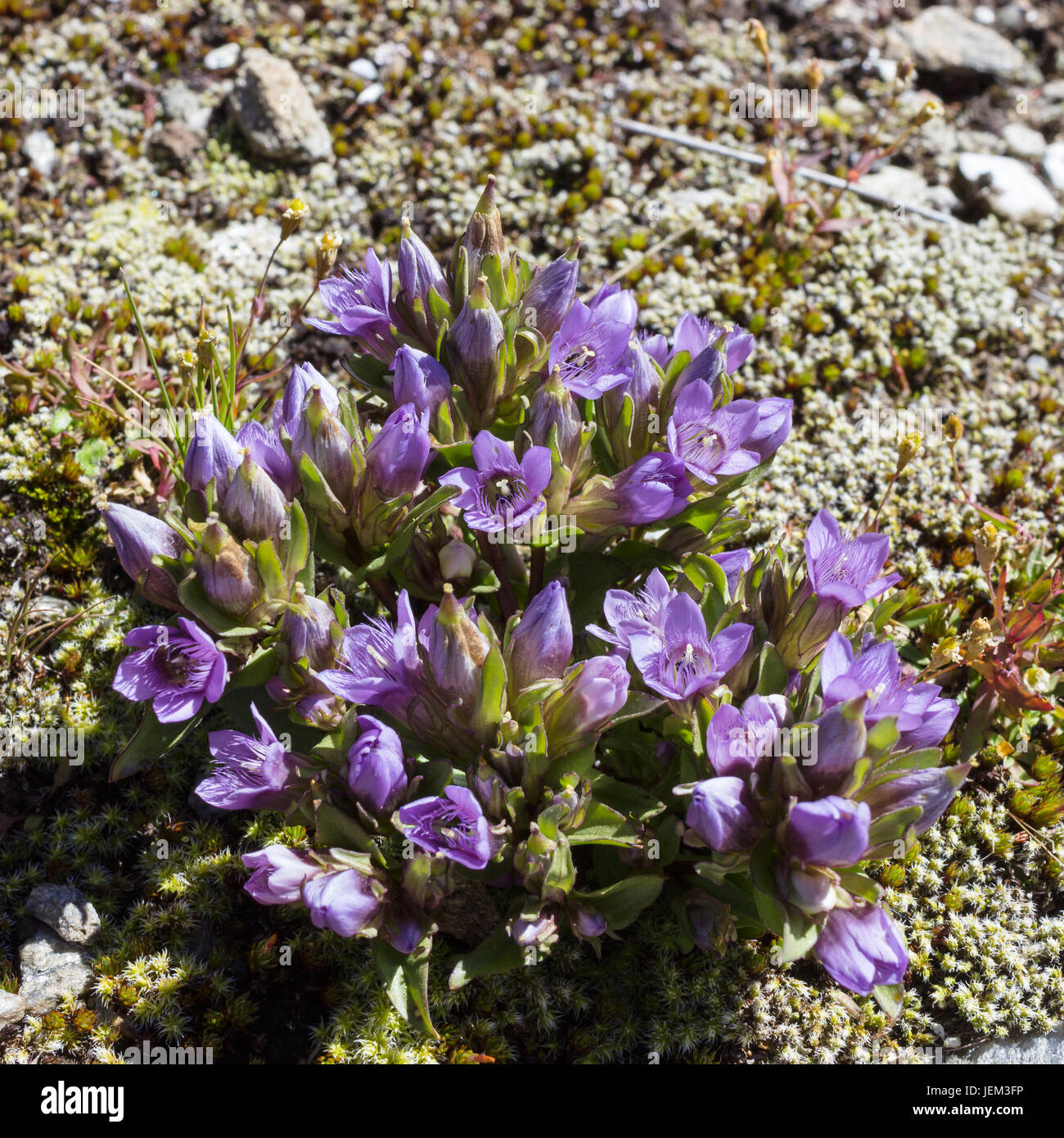 Di fiori alpini, Gentianella germanica, Chiltern genziana. Valle d'Aosta, Italia Foto Stock