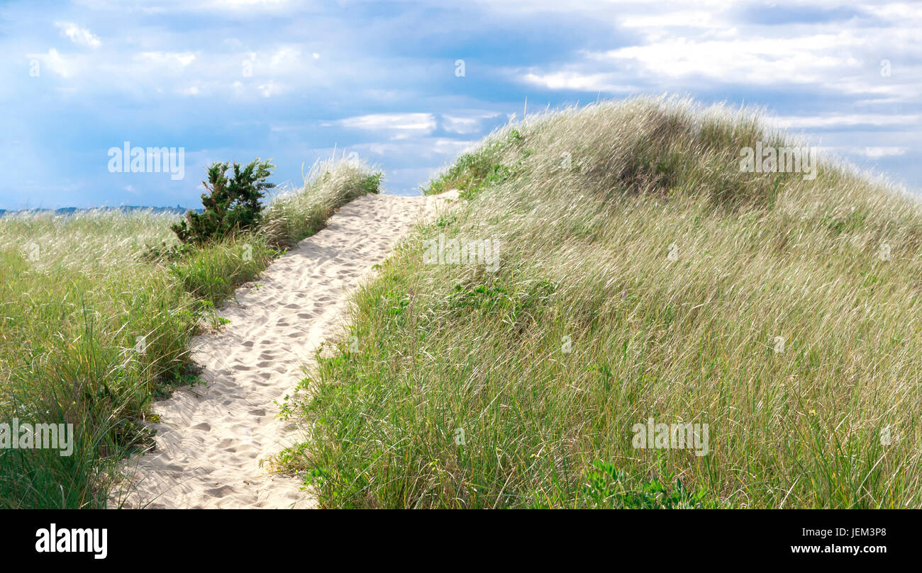 Verso l'alto percorso di dune dell'oceano in Wellfleet, Cape Cod Massachusetts, STATI UNITI D'AMERICA Foto Stock