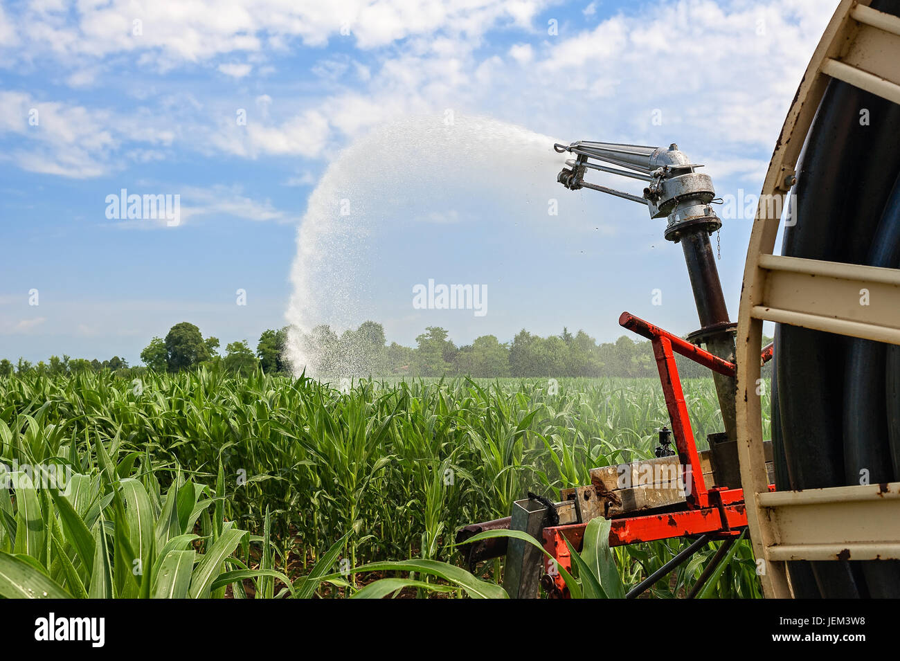 Attrezzatura agricola. Attrezzature per pompare acqua sul campo di grano.soffione di erogazione dell'acqua Foto Stock