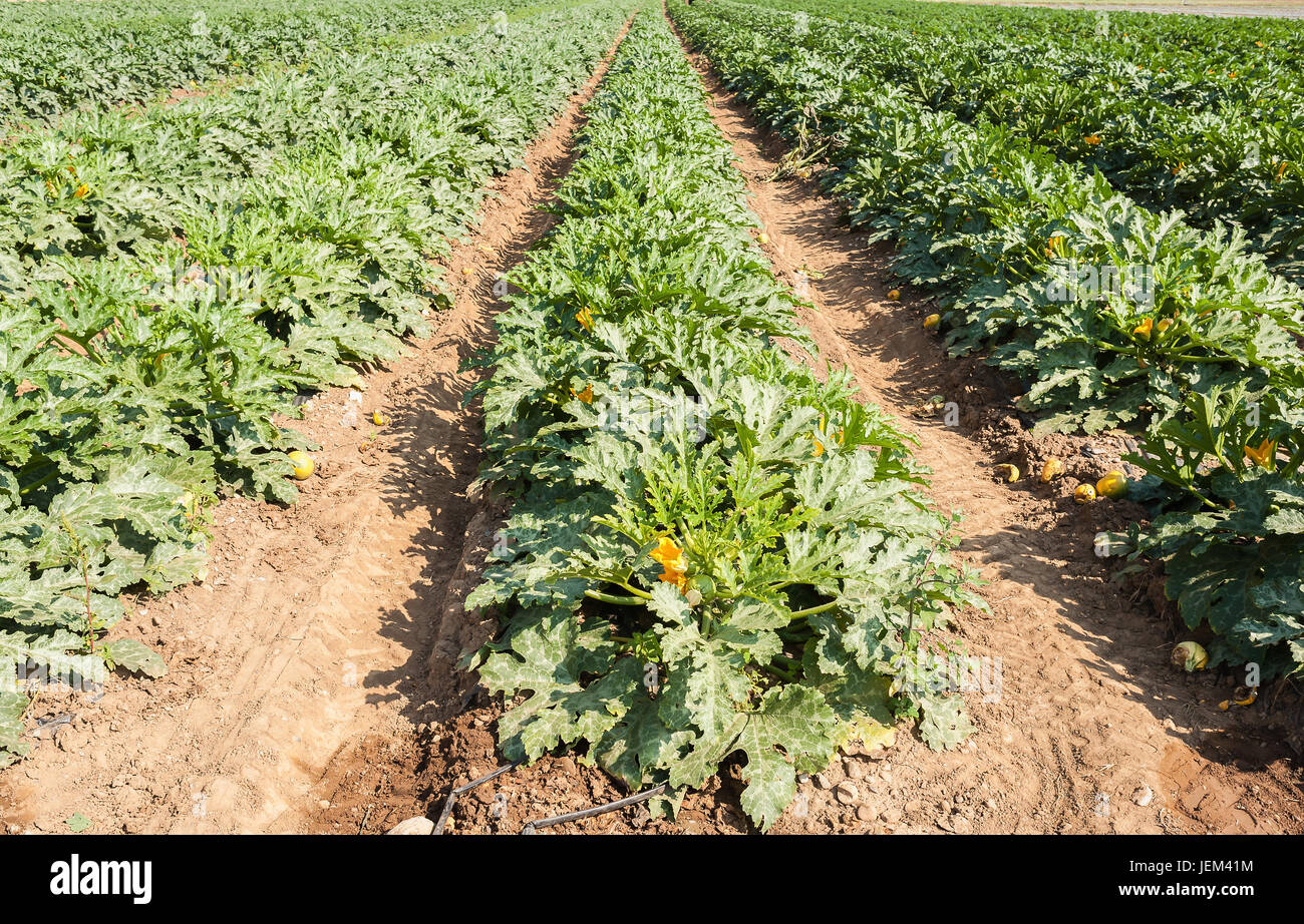 Campo di zucchine zucchine (). La coltivazione biologica. Il paesaggio agricolo. Foto Stock