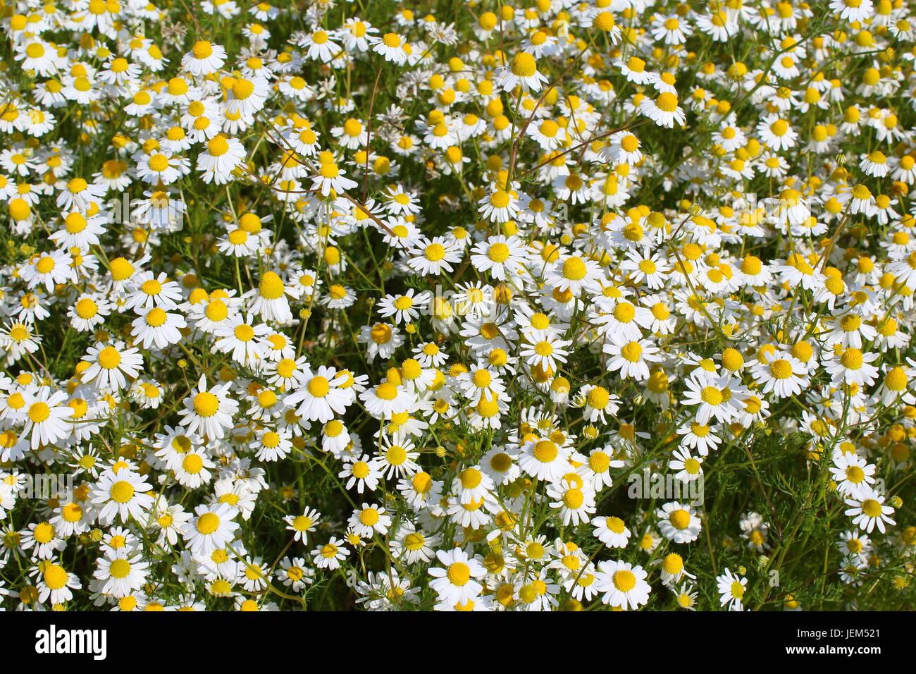 Campo con piante di camomilla (Matricaria chamomilla) in fiore Foto Stock