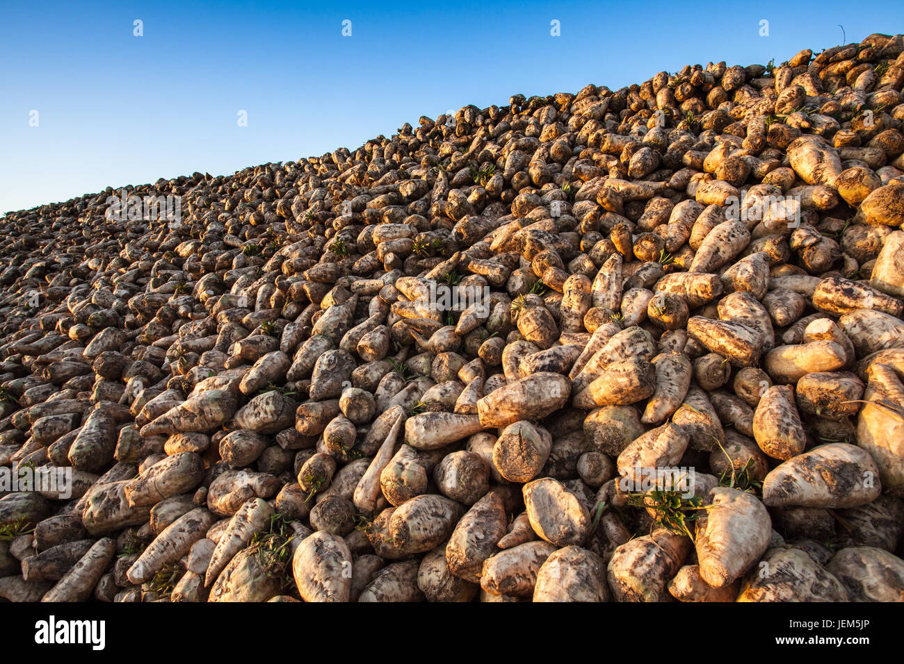 La barbabietola da zucchero ammucchiati dopo la raccolta prima di essere prese in considerazione per la lavorazione presso la British Sugar pianta a Bury St Edmunds Foto Stock