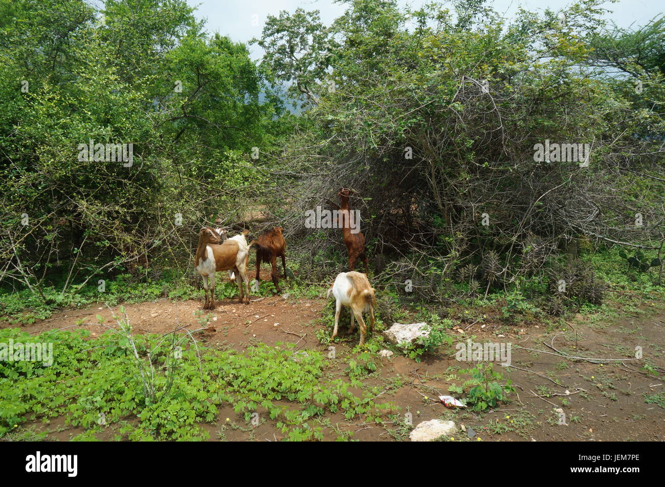 Foresta, animali e della fauna e flora selvatiche Foto Stock