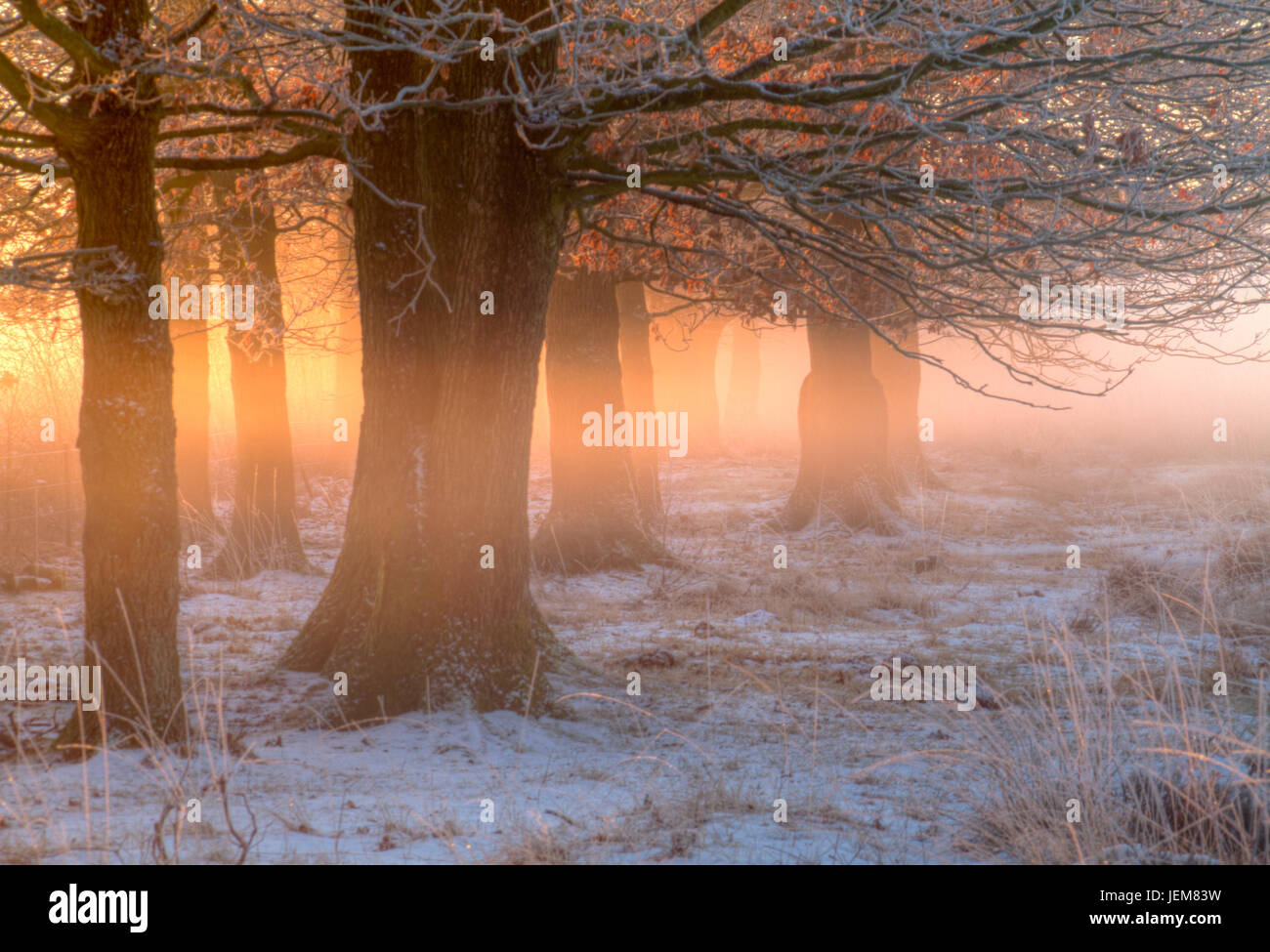 Rising Sun splende la luce arancione tra gli steli ad albero in inverno Foto Stock