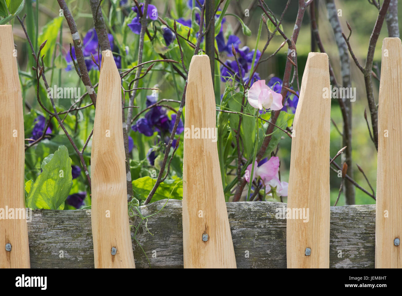 Lathyrus odoratus. Pisello dolce fiori contro un artigianale di recinzione di legno ad RHS Harlow Carr gardens. Harrogate, Inghilterra Foto Stock