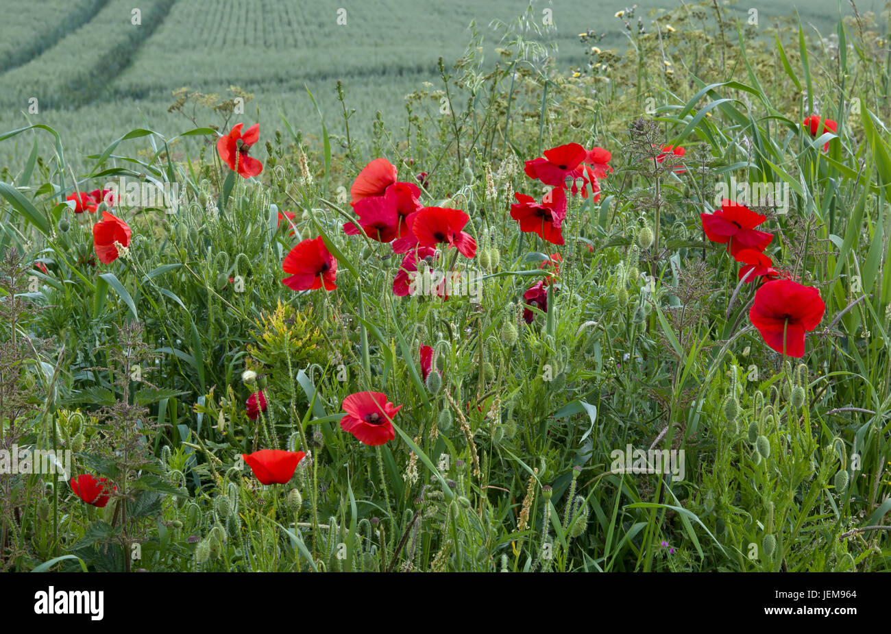 Poppies in crescita del campo di coltivazione in Inghilterra del sud. Foto Stock