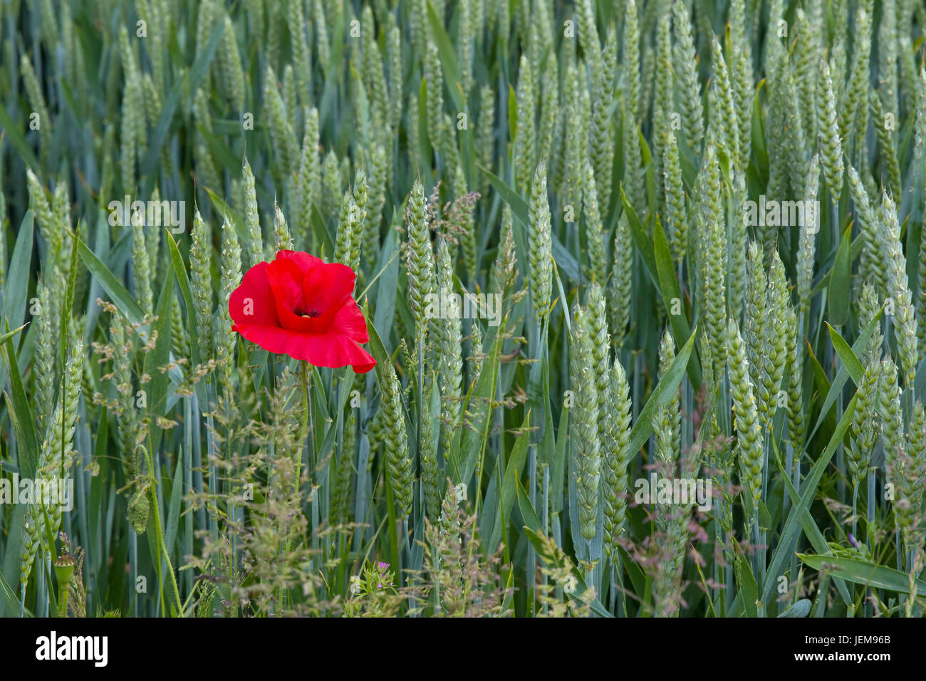 Lone colture di papavero nel campo di grano in east sussex, Inghilterra. mostrato sulla sinistra dell'immagine. Foto Stock