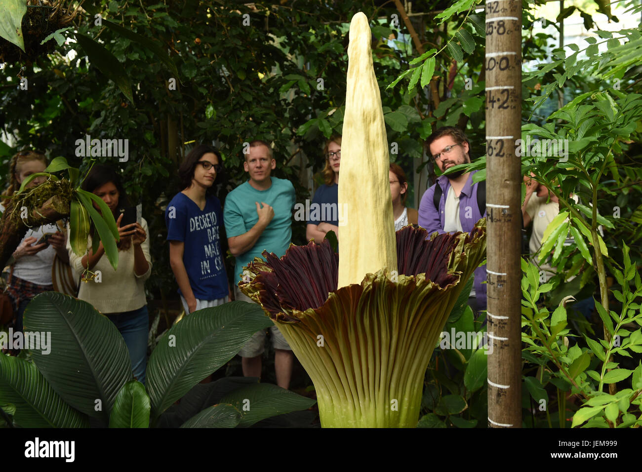 Persone di visualizzare un Titan Arum impianto a Cambridge University Botanic Garden che è la fioritura per la prima volta in 13 anni. Foto Stock
