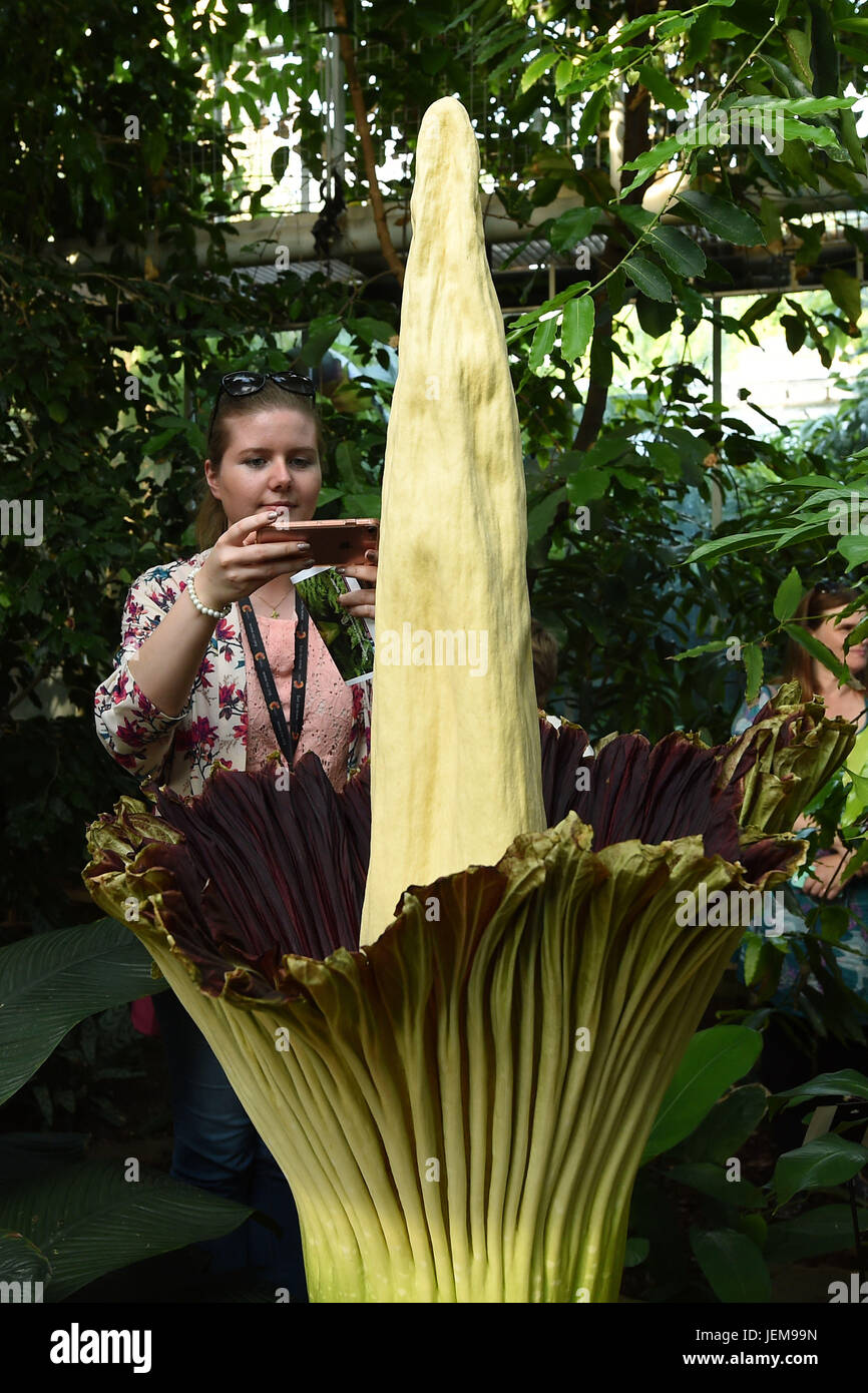 Una donna prende la foto di un Titan Arum impianto a Cambridge University Botanic Garden che è la fioritura per la prima volta in 13 anni. Foto Stock