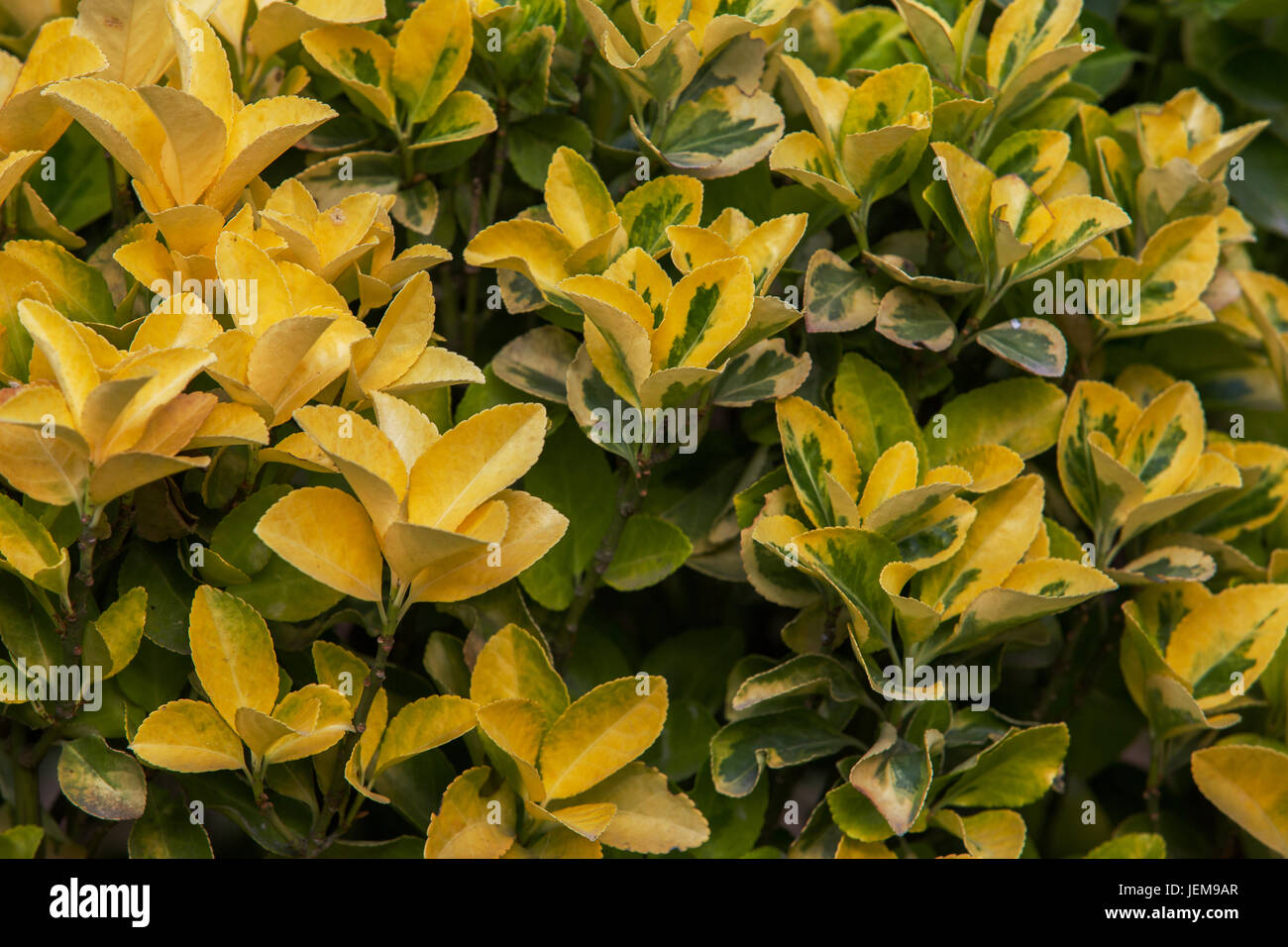 Oro Euonymus , pianta di giardino Foto Stock