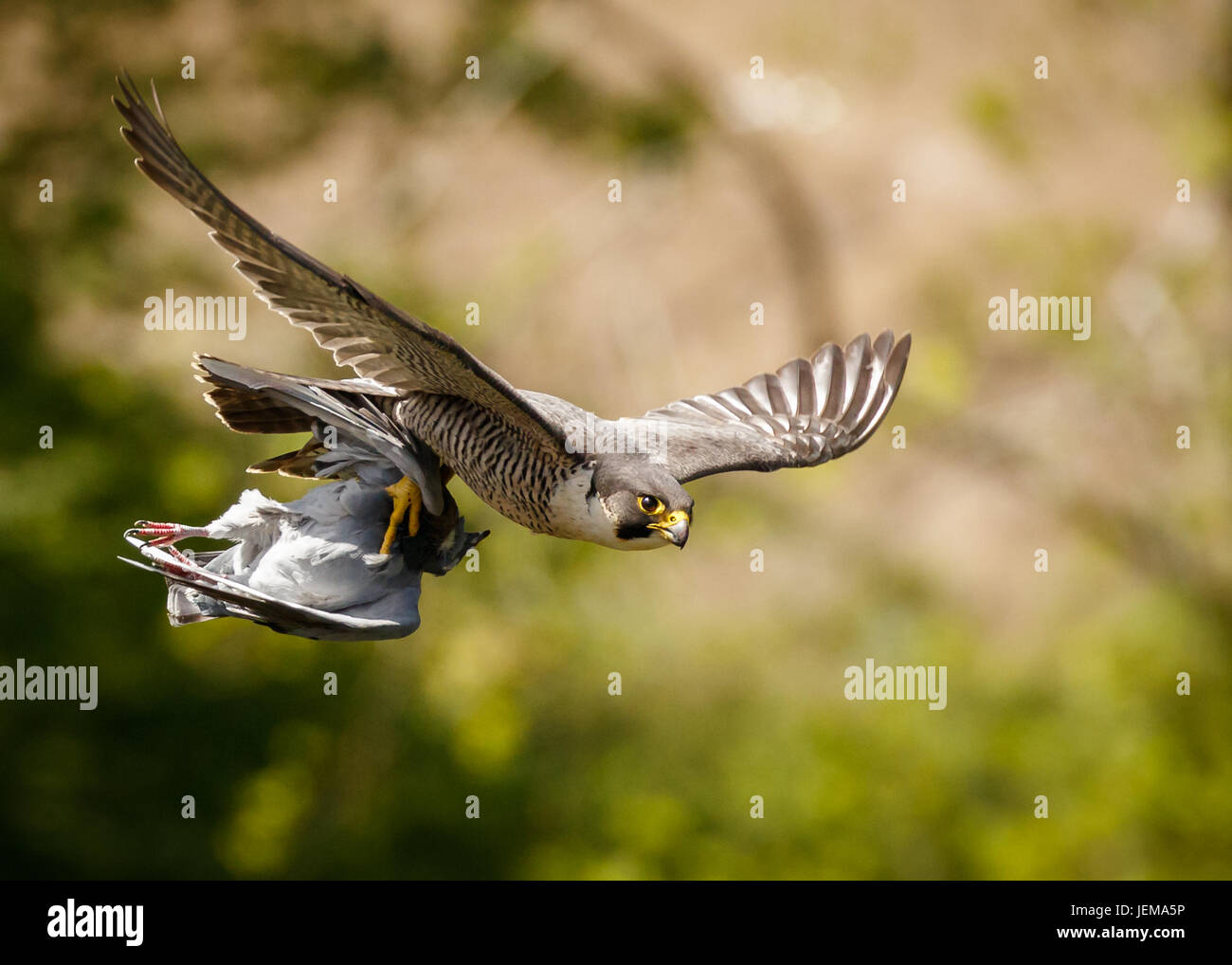 Falco Pellegrino Al Piccione Preda Guardando La Fotocamera