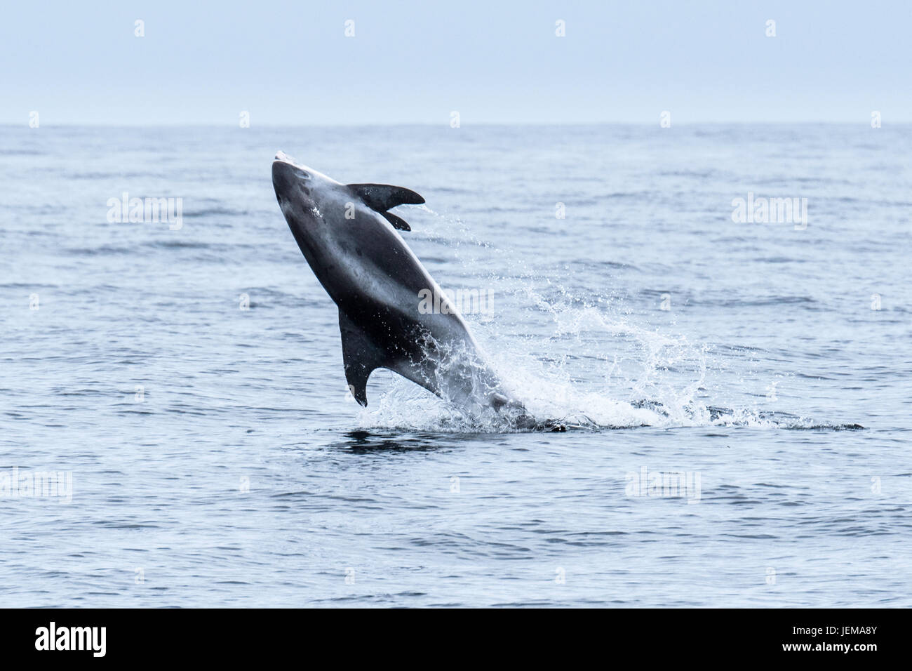 Dal becco bianco dolphin, Lagenorhynchus albirostris, back flip, vicino a farne le isole, nei pressi di Newcastle, Mare del Nord, Inghilterra Foto Stock