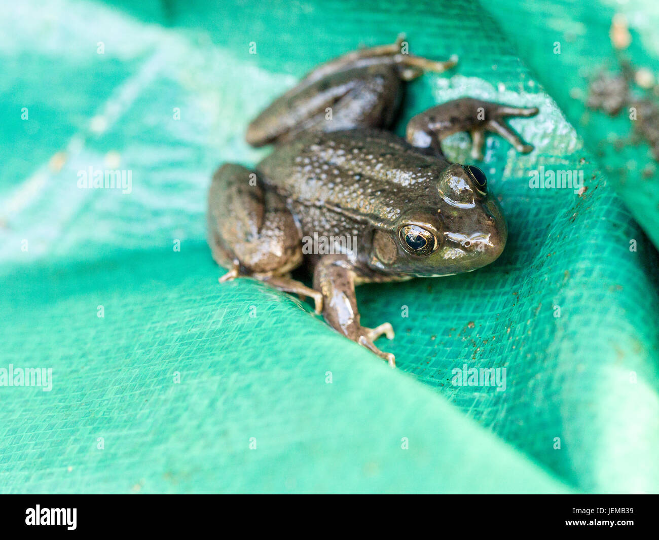 Rana verde in un telo: una rana verde nelle pieghe di un tessuto telo in plastica. Foto Stock