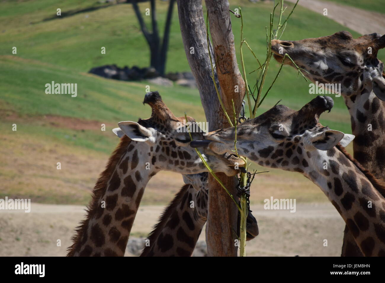 Giraffa presso il San Diego Safari Park Foto Stock