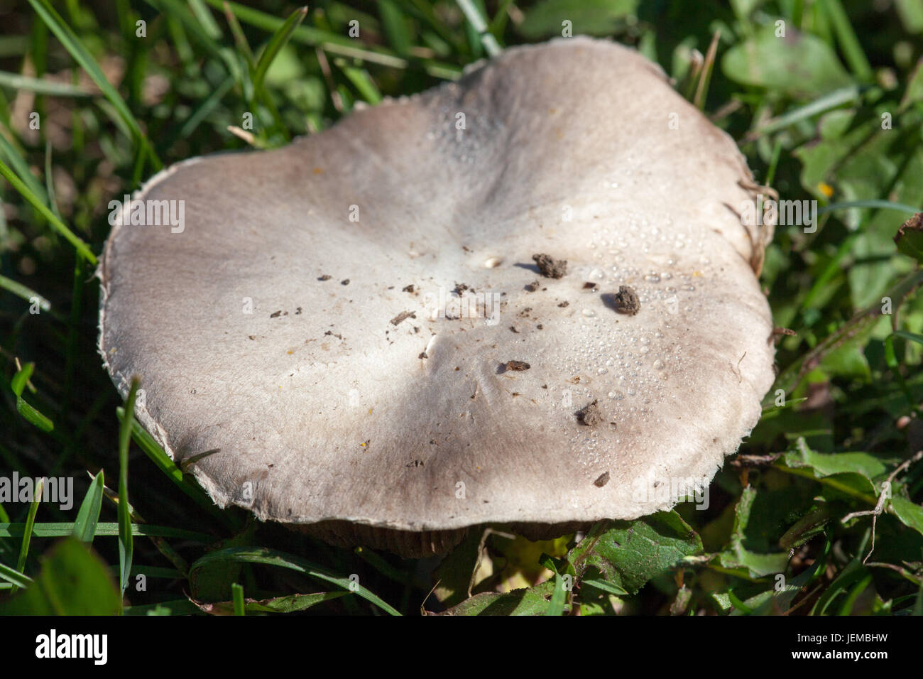 Una parte superiore piatta fungo bianco cresce in erba e piante infestanti in estate il sole. Foto Stock