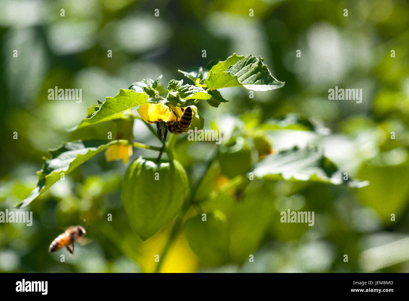 Un miele delle api è appeso a testa in giù mentre si raccoglie il polline di un tomatillo pianta con un altro bee battenti nelle vicinanze. Foto Stock