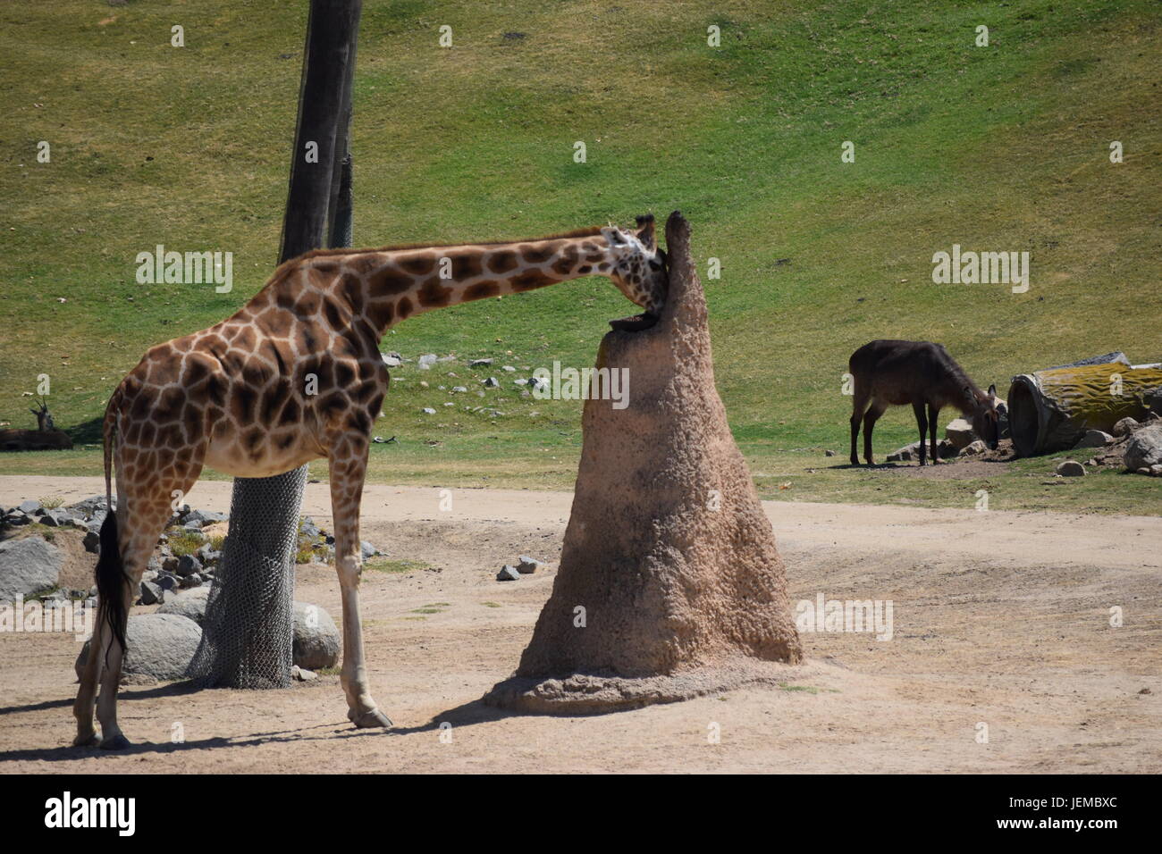 Credo che questo la giraffa sta cercando di bere acqua. Foto Stock