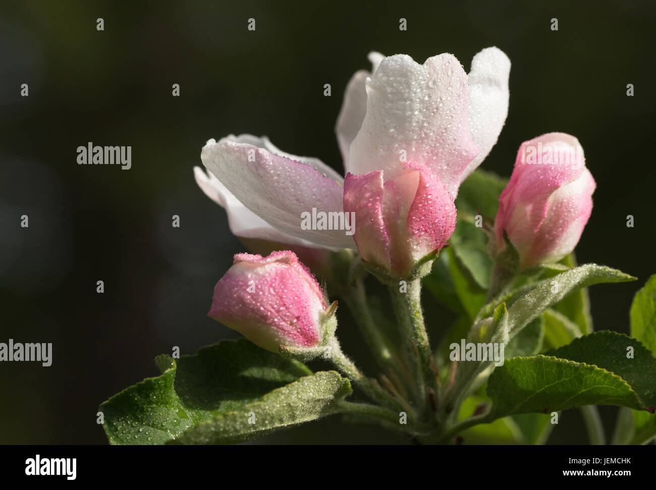 Immagine ravvicinata di fiori di apple dopo un inizio di mattina di pioggia, contro una offuscata su sfondo verde scuro. Foto Stock