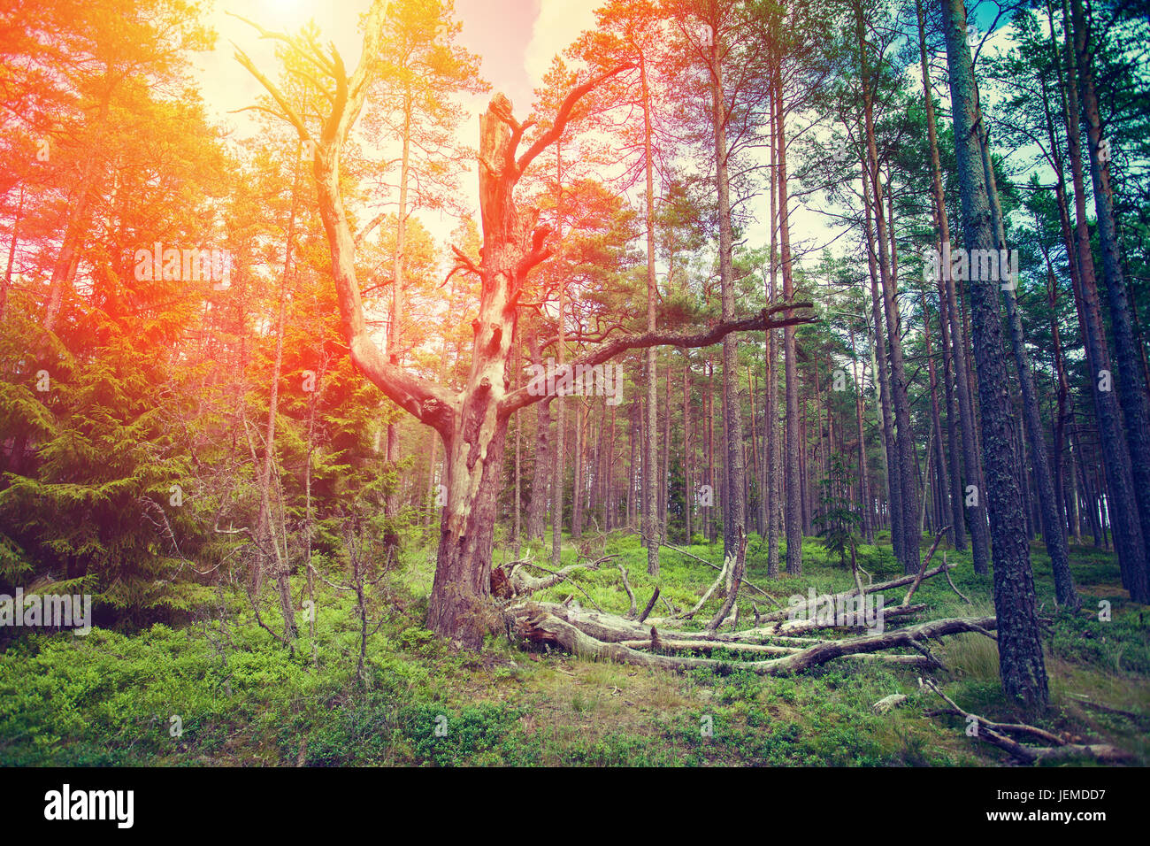 Il vecchio albero morto nella pineta Foto Stock