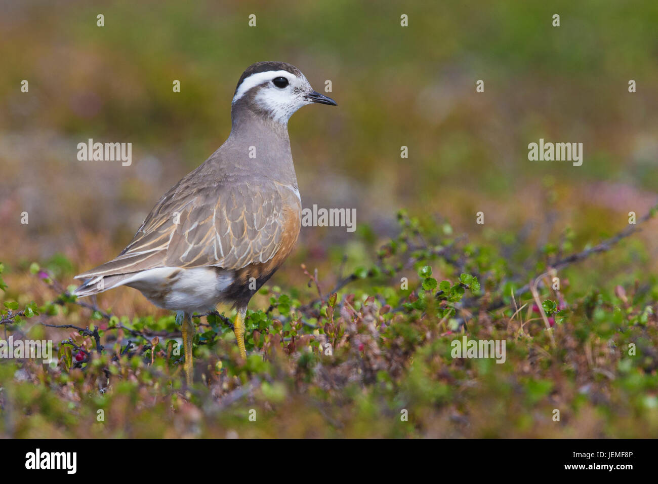 Piviere Tortolino (Charadrius morinellus), Adulto stading nel suo habitat di allevamento Foto Stock