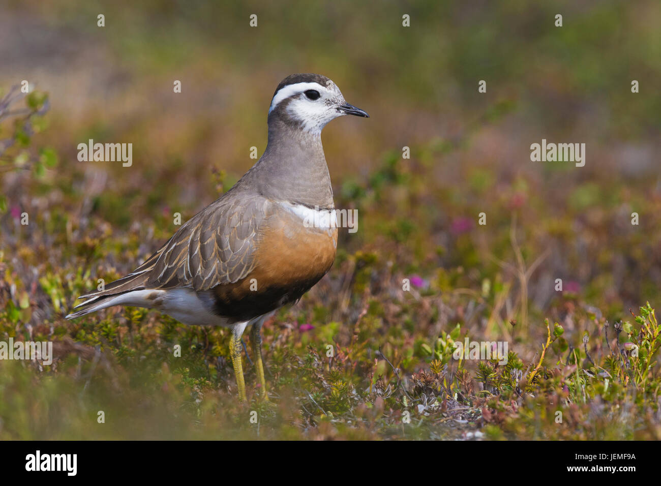 Piviere Tortolino (Charadrius morinellus), Adulto stading nel suo habitat di allevamento Foto Stock