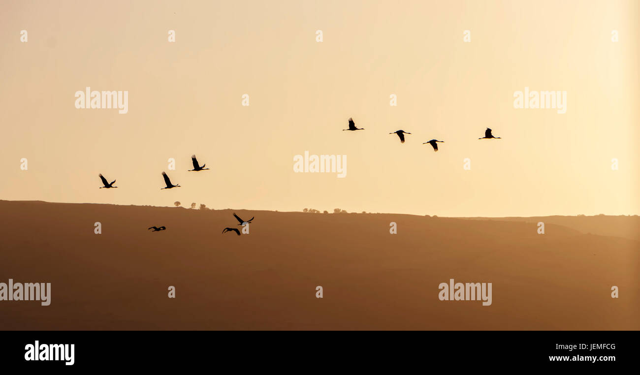 Gru grigio di sunrise Foto Stock
