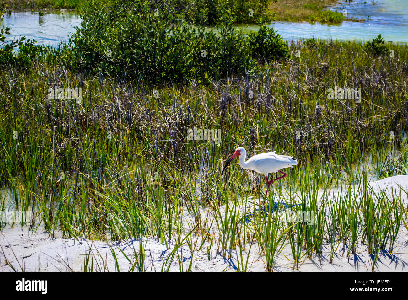 White Ibis rovistando nella palude costiera. Foto Stock