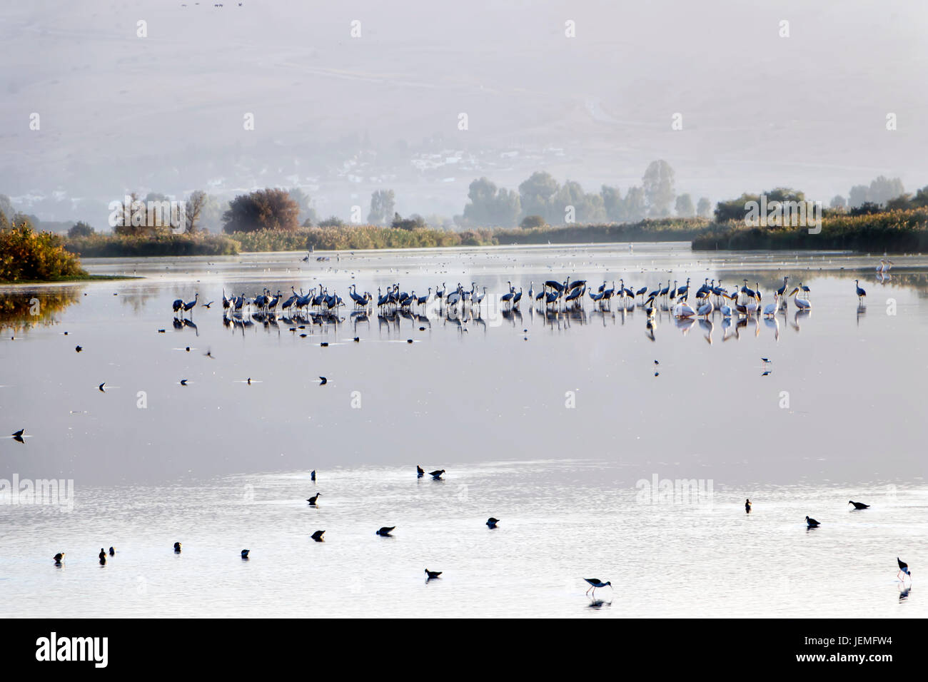 Gru a grigio nell'acqua di stagno Foto Stock