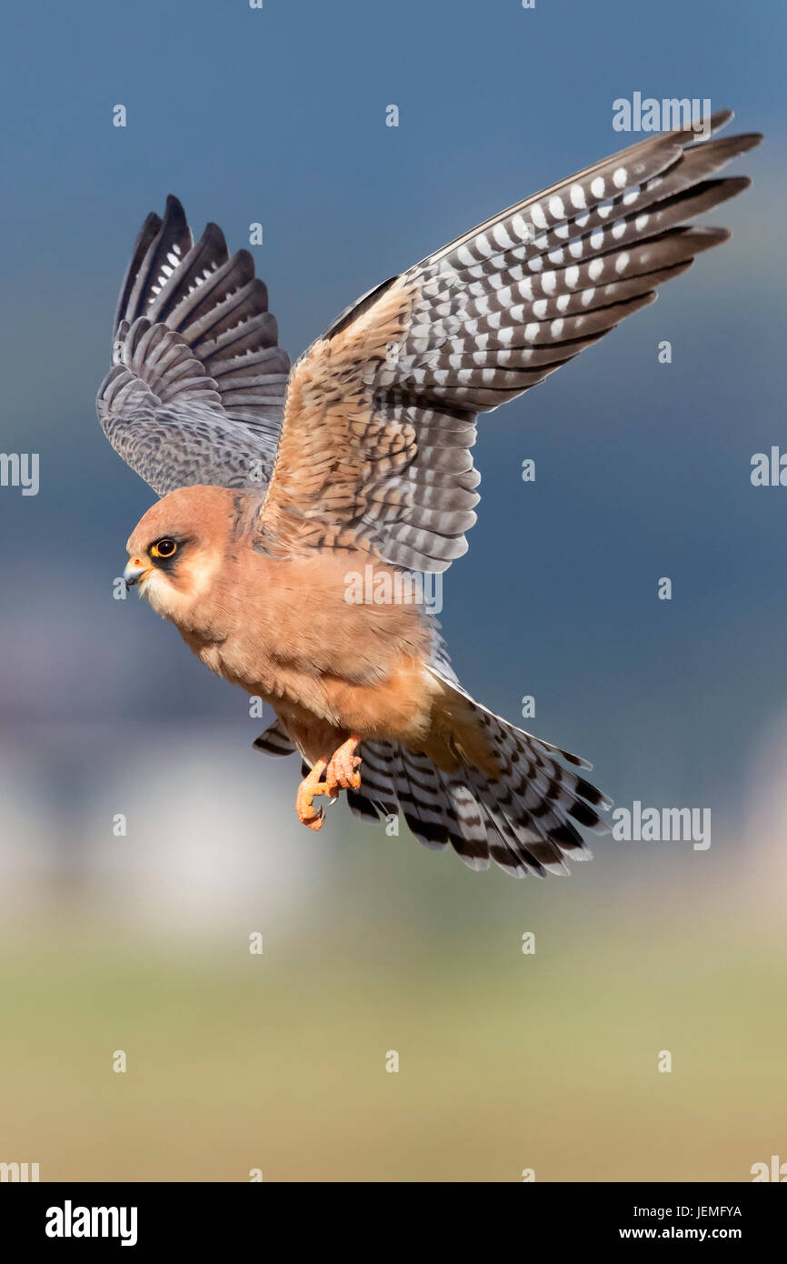 Rosso-footed Falcon (Falco vespertinus), femmina adulta in volo Foto Stock