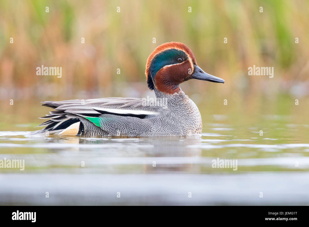 Eurasian Teal (Anas crecca), maschio adulto a nuotare in un stagno Foto Stock