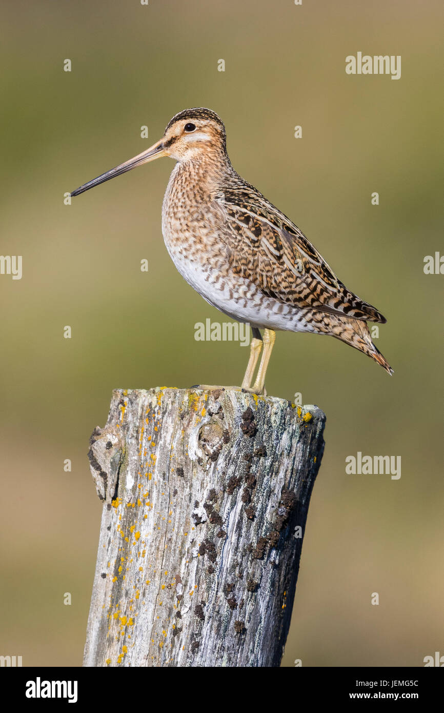 Beccaccino (Gallinago gallinago faeroeensis), per adulti Foto Stock