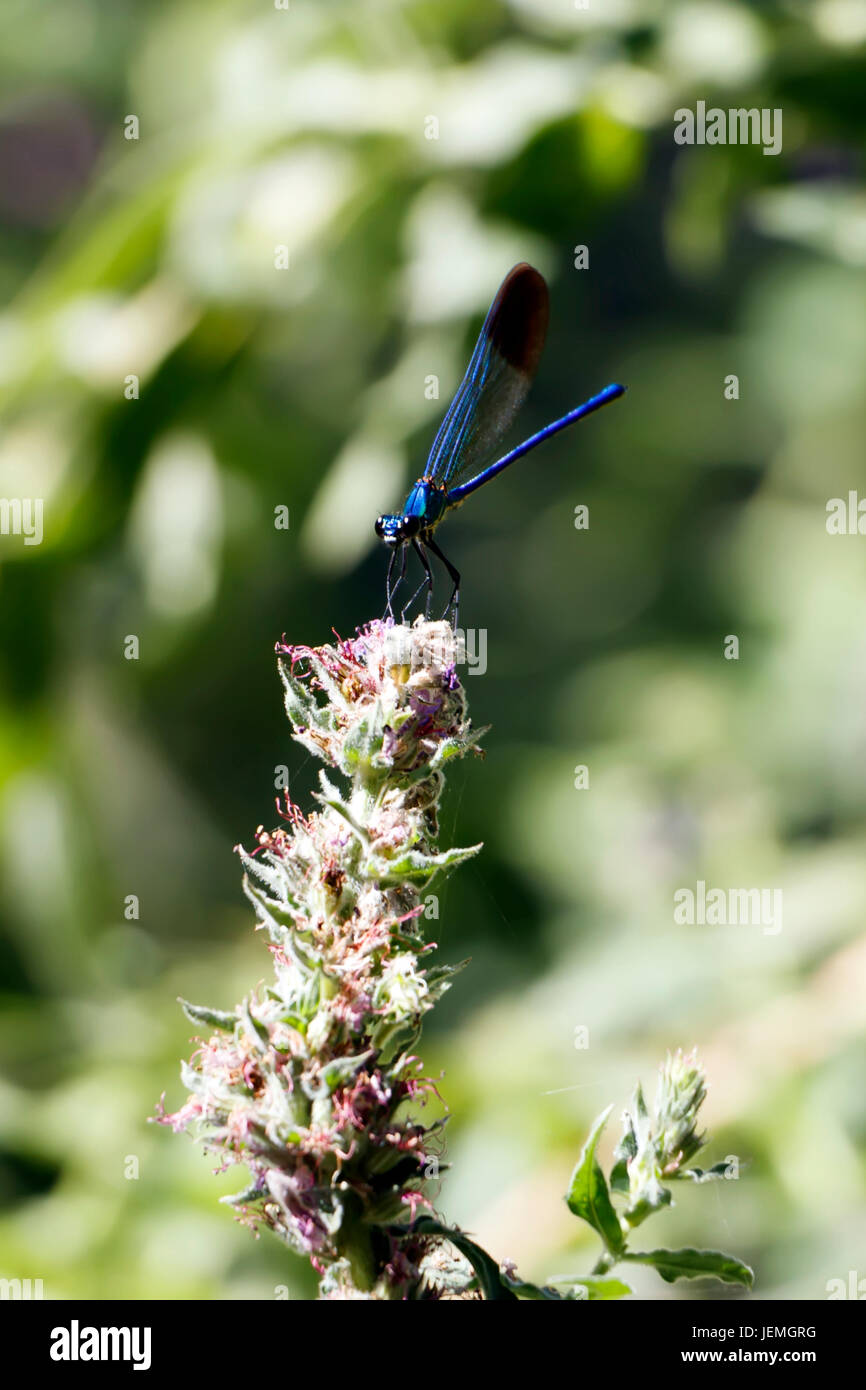 Libellula blu sul fiore Foto Stock