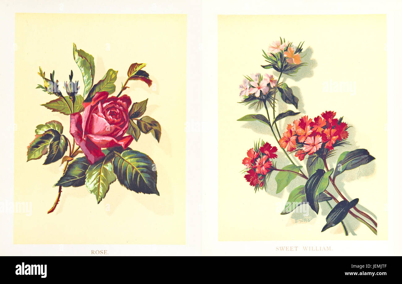 Vecchia illustrazione doppia di rosa e dolce William. Da autore non identificato, pubblicato su poeti del giardino, ed. Fisher Unwin, Londra 1886 Foto Stock