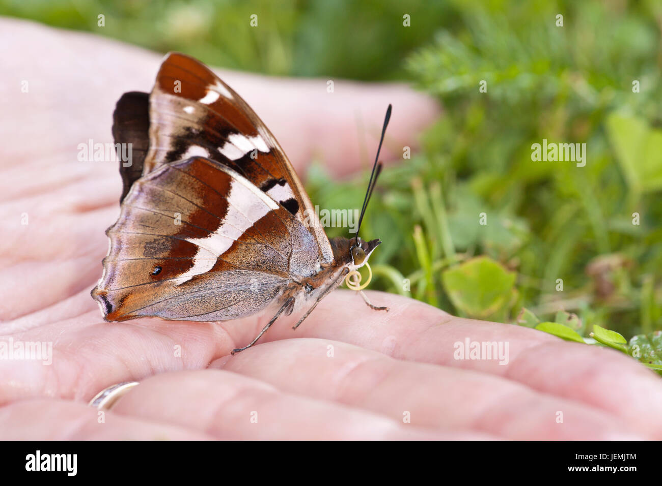 Farfalla marrone a portata di mano Foto Stock