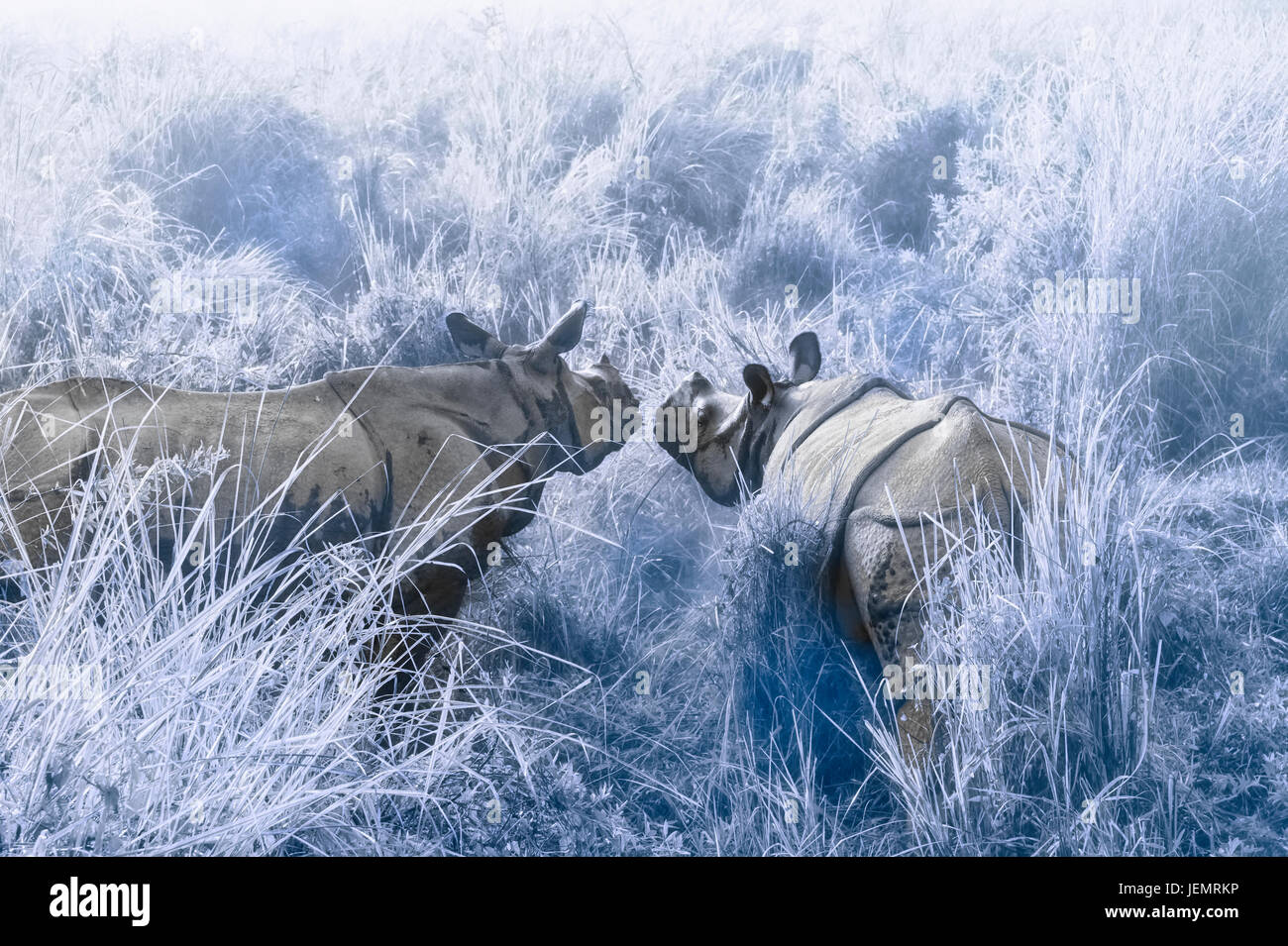 Paio di rinoceronte indiano (Rhinoceros unicornis) nella nebbia di mattina, il Parco Nazionale di Kaziranga, Assam, India Foto Stock
