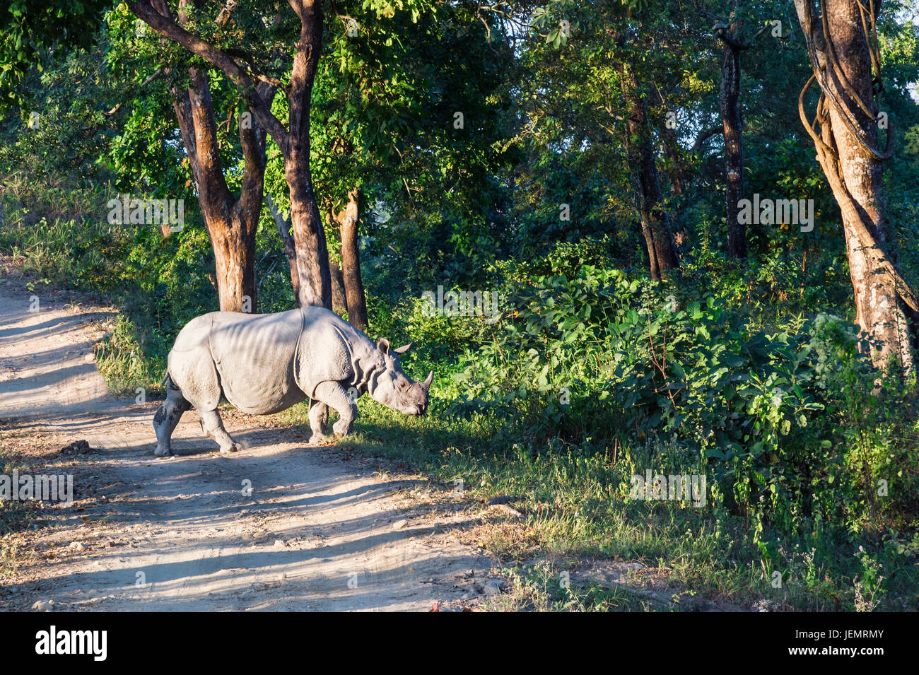 Il rinoceronte indiano (Rhinoceros unicornis) attraversando una strada forestale, il Parco Nazionale di Kaziranga, Assam, India Foto Stock