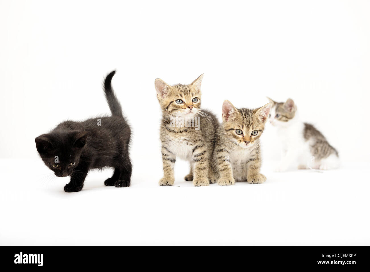 gatti, selvaggi, di bellezza, giovani, giovani animali, giovani animali, giovani, naturali, lima, quarantena, igiene, Foto Stock