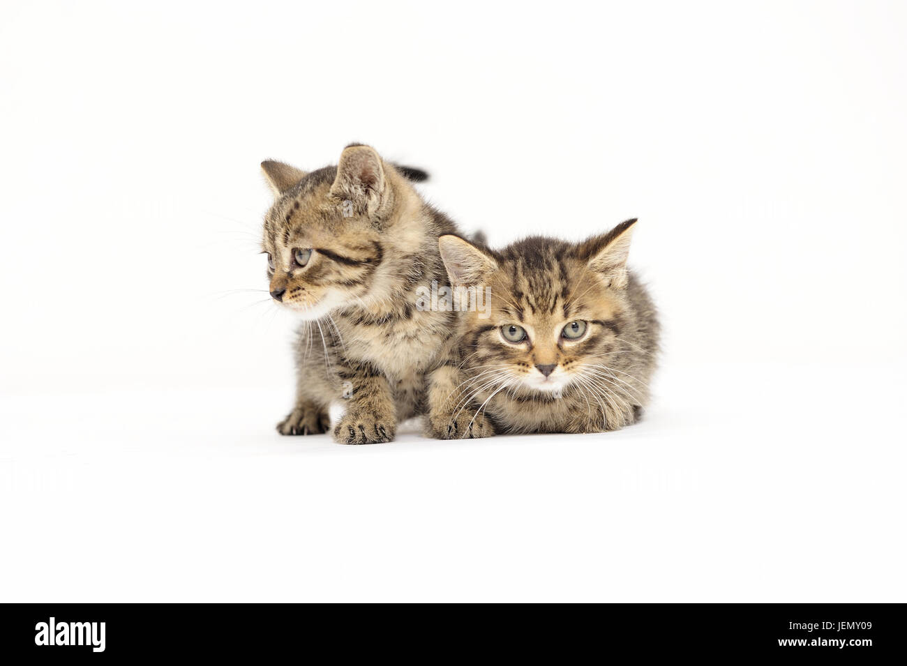 gatti, gatto, occhi di gatto, animali, compagno, concept, spazio copia, curiosità, ritaglio, domestico, animali domestici, giovani, Foto Stock