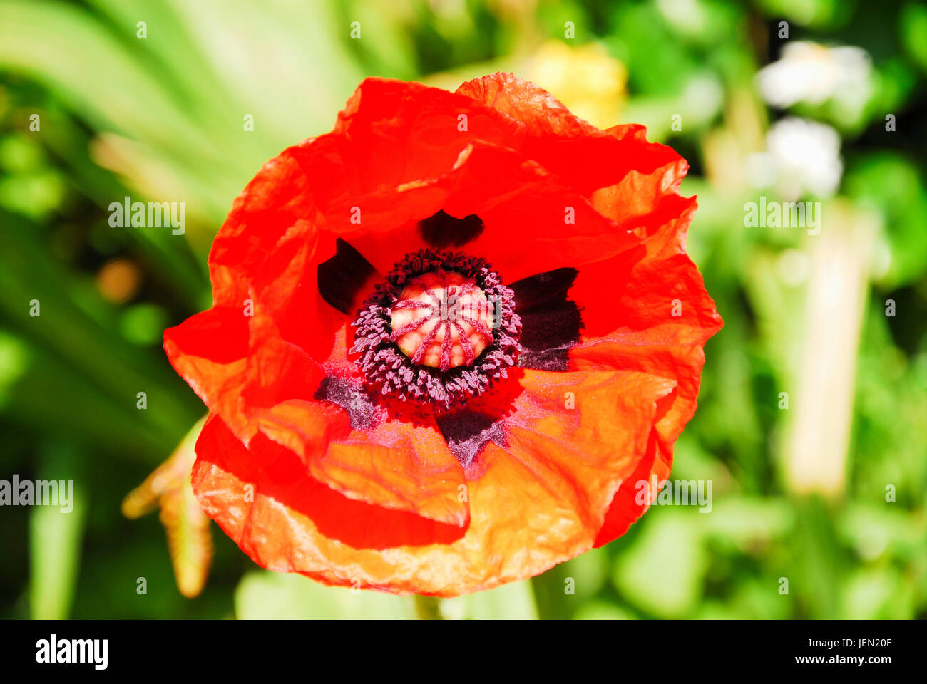 Portland, Dorset, Regno Unito. Il 26 giugno, 2017. Un Papavero californiano pulsa nel eccezionalmente caldo e soleggiato a Portland Credit: stuart fretwell/Alamy Live News Foto Stock