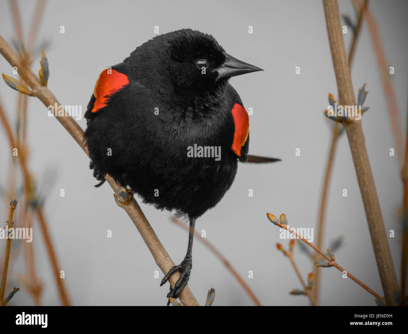 Rosso-winged blackbird Foto Stock