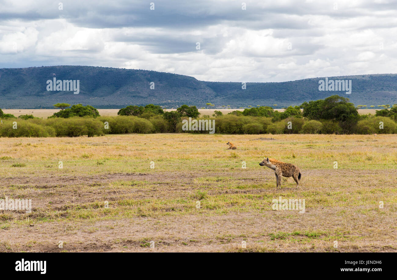 Il clan di iene a Savannah a africa Foto Stock