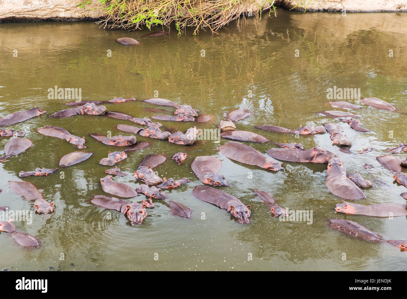 Allevamento di ippopotami nuotare nel fiume di Mara a africa Foto Stock