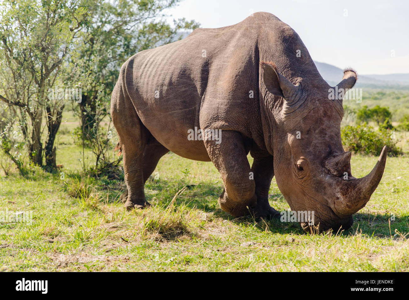 Rhino pascolando nella savana in africa Foto Stock