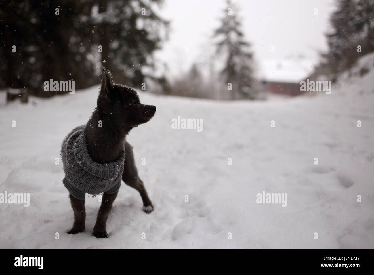 Chihuahua cane che indossa un maglione in piedi nella neve Foto Stock